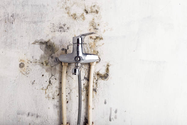 Best Mold Damage Repair  in Sidney, OH