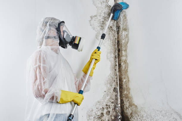 Best Commercial Mold Removal  in Sidney, OH