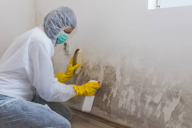 Sidney, OH Mold Removal Company