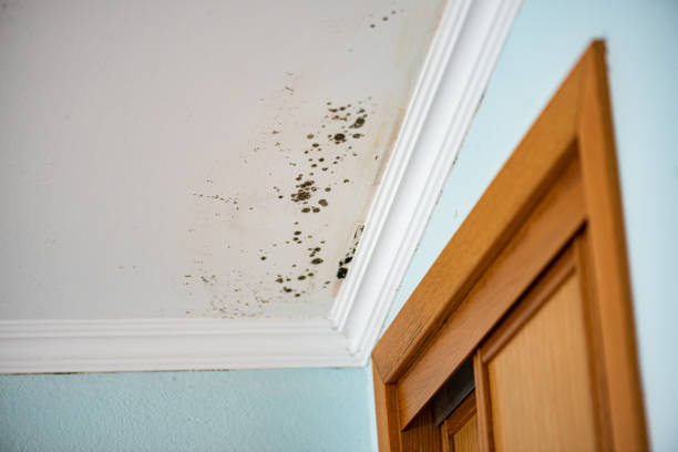 Best Mold Removal Near Me  in Sidney, OH
