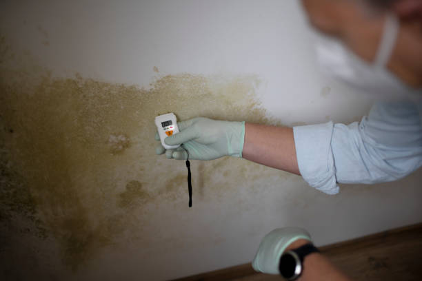 Best Crawl Space Mold Removal  in Sidney, OH