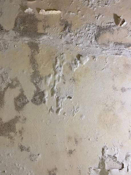 Best Mold Damage Repair  in Sidney, OH