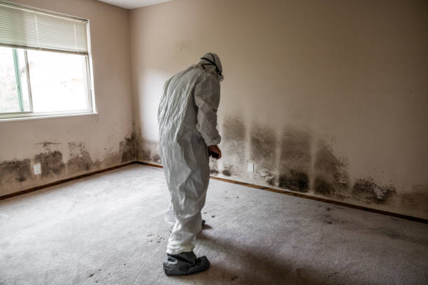 Best Attic Mold Removal  in Sidney, OH