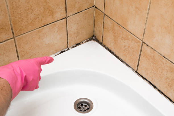 Best Residential Mold Removal  in Sidney, OH